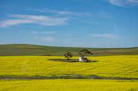 Lonely in a yellow field