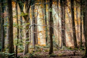 Late Summer paintograph
