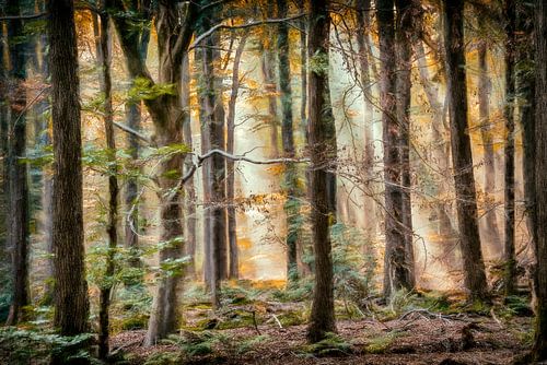 Late Summer paintograph