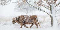 Door de sneeuw heen