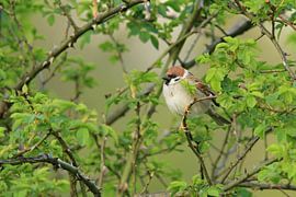 Ringmus by Ruben Evers