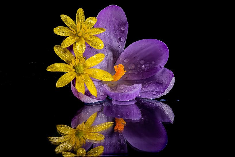 Crocus with winter aconite by Adriaan Westra