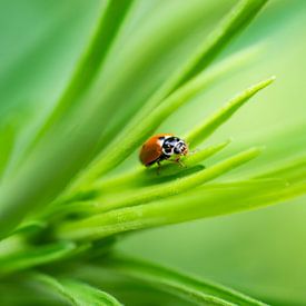 Ladybug by Zsa Zsa Faes