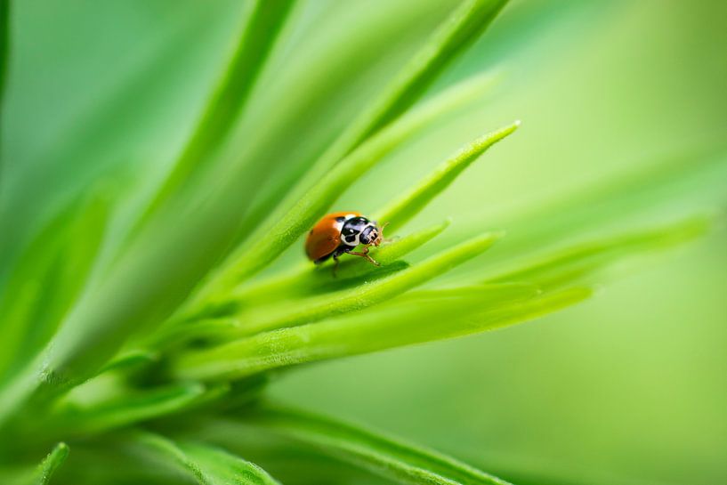 Coccinelle par Zsa Zsa Faes