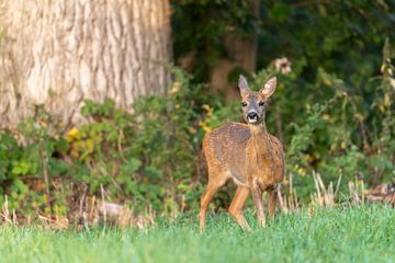 Roe deer in Harchies, Belgium by Sven Scraeyen