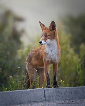 Vos in de duinen van Tom Zwerver