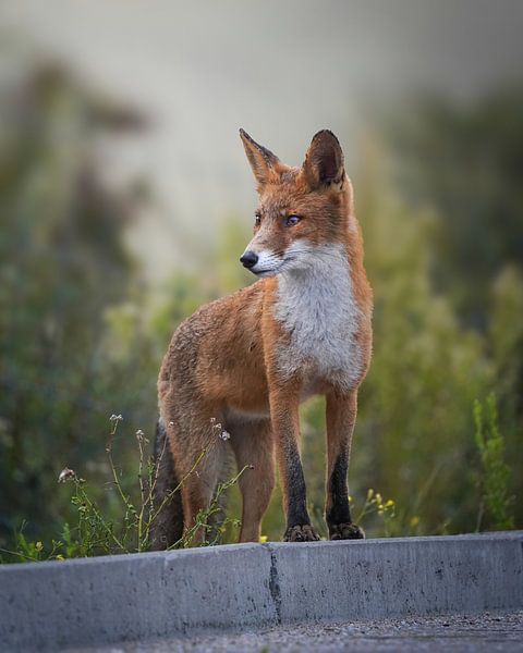 Fox in the dunes by Tom Zwerver