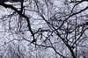Wirwar van takken van kale bomen in de winter van Margreet van Tricht thumbnail