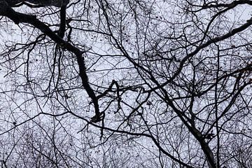 Verschlungene Äste kahler Bäume im Winter
