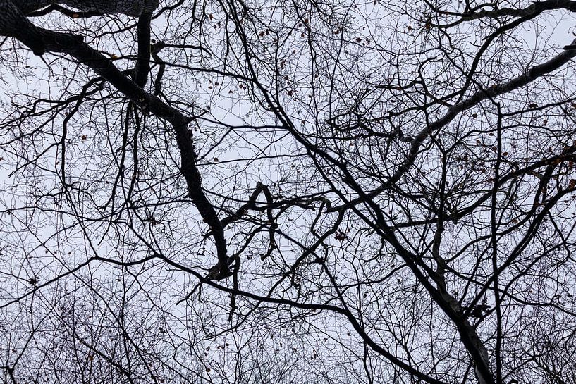 Wirwar van takken van kale bomen in de winter van Margreet van Tricht