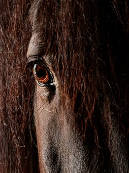 Portrait of a black horse – a gaze full of depth and strength