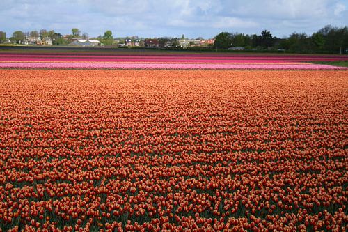 Tulip field