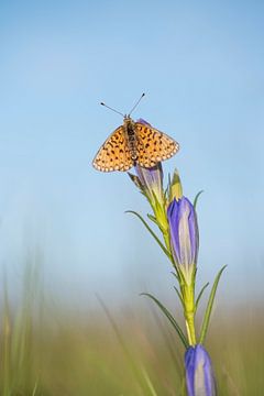  Silber Mond Schmetterling. von Francis Dost