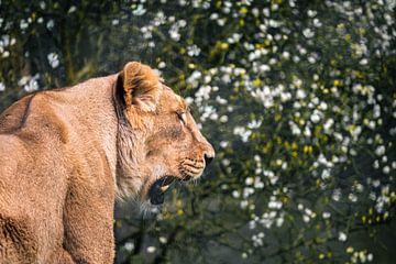 Lion avec des fleurs sur Zwoele Plaatjes