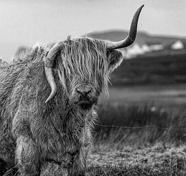 Scottish Highlanders "Black and White Edition " no you are handsome!"