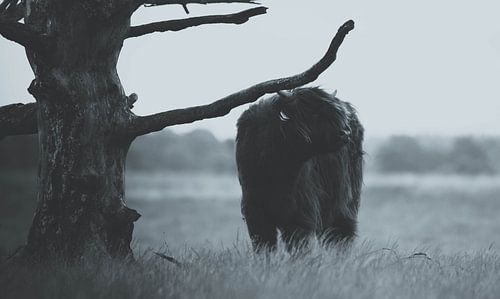 Scottisch Highlander7