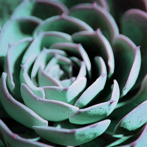 DARKSIDE OF SUCCULENTS III-A-v1