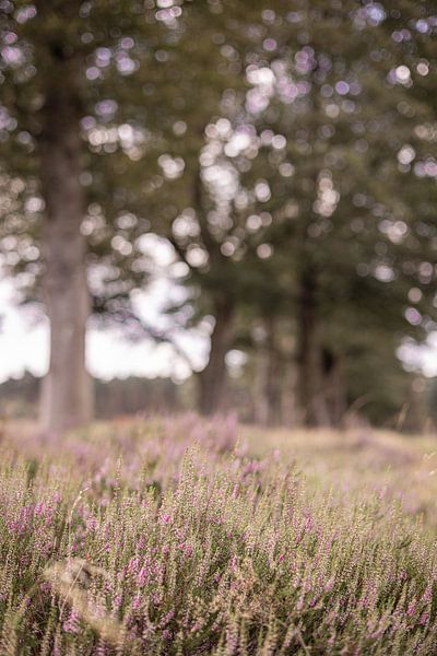 Heath and tree row in the Veluwe, Netherlands by Lynn Haverhals