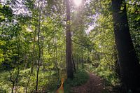 Typische Nederlandse bossen in Oirschot