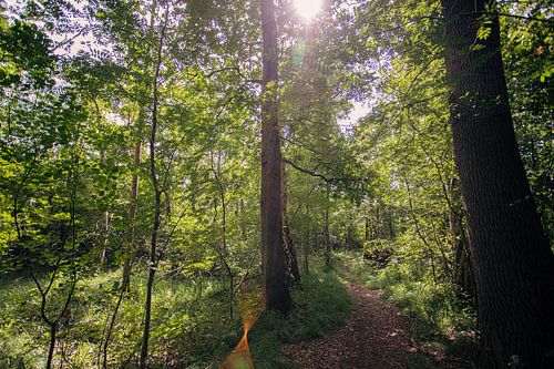 Typische Nederlandse bossen in Oirschot