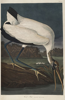 Bos ibis - Teylers Edition - Birds of America, John James Audubon