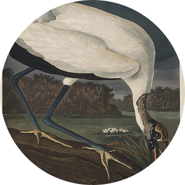 Bos ibis - Teylers Edition - Birds of America, John James Audubon van Teylers Museum