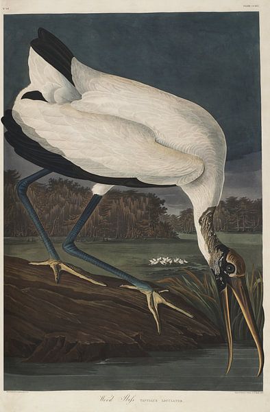 Woodland ibis - Teylers Edition - Birds of America, John James Audubon by Teylers Museum