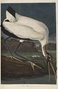 Waldrapp - Teylers Edition - Vögel Amerikas, John James Audubon von Teylers Museum Miniaturansicht