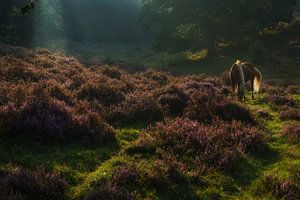 Weidende Wildpferde in den Mooren von Posbank
