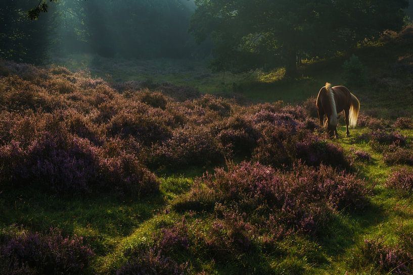 Weidende Wildpferde in den Mooren von Posbank von Anges van der Logt