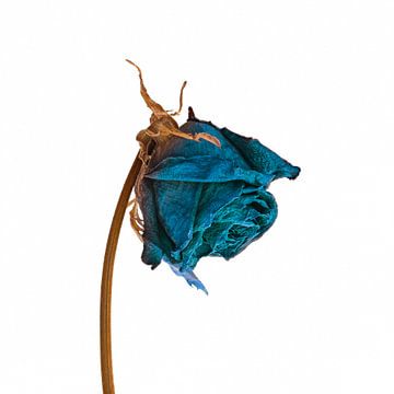 Blaue Flowerpower von Hans Kool