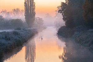 Der Kranich auf der Aller am Morgen von Marc-Sven Kirsch