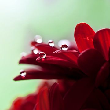 Die Schönheit nach einem regnerischen Tag. von Jorn van Hezik