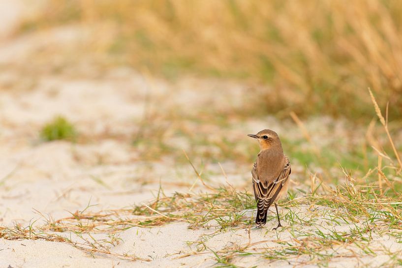 Steinschmätzer (Oenanthe oenanthe) von Dirk Rüter