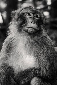 Berberaffe
