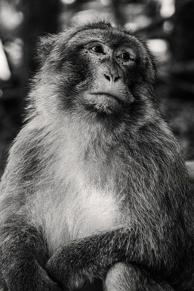 Berberaffe von Andre Michaelis