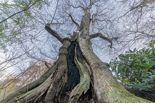 Ancient Majesty: Low-Angle View of De Kabouterboom near Nijmegen