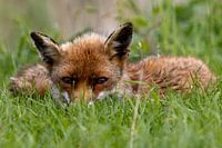 Reclining fox in the Oostvaardersplassen