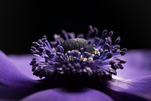 Het hart van de Anemoon