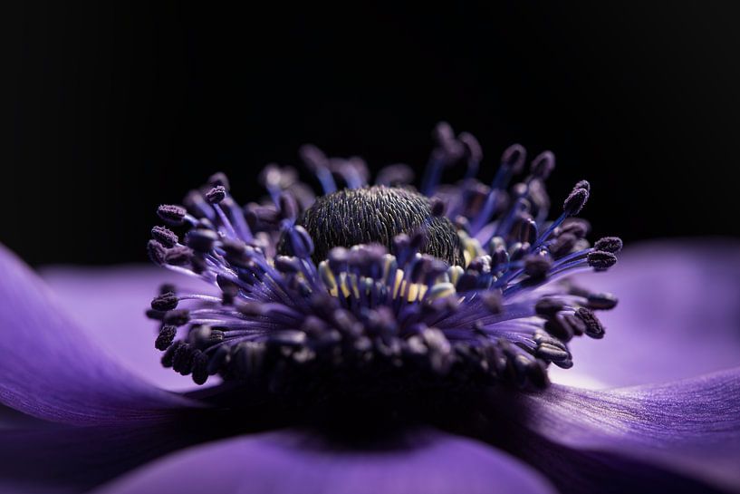 The heart of the Anemone by Marjolijn van den Berg
