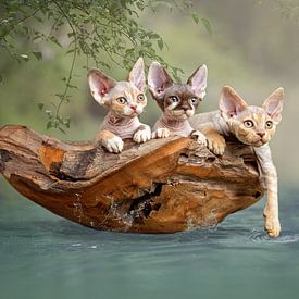 Devon Rex kittens in a boat