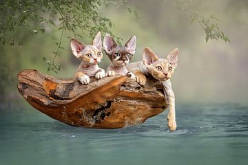 Devon Rex kittens in a boat