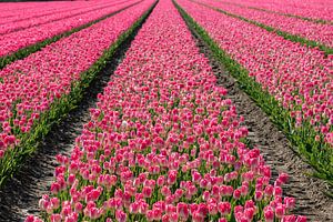 Tulpenfeld mit rosa Tulpen.