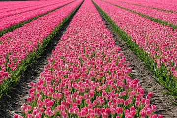 Tulpenveld met roze tulpen. van Albert Beukhof