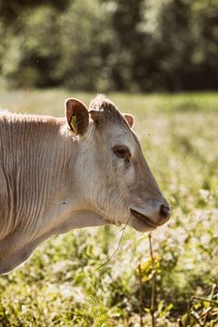 Portret van een koe in het Nederlandse landschap van Kristian Oosterveen