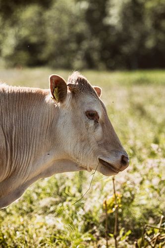 Portret van een koe in het Nederlandse landschap