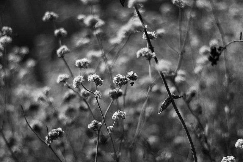 Senfpflanze von Walljar