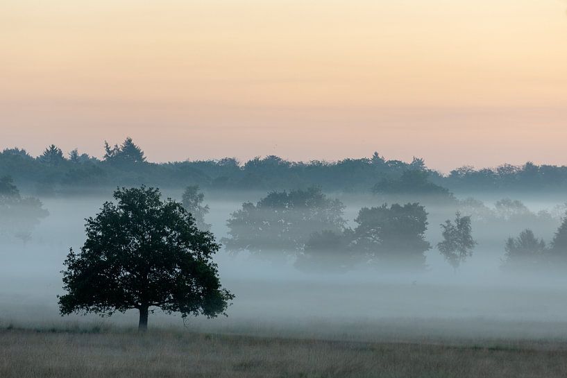 Kalmthoutse Heide border park by Bruno Hermans