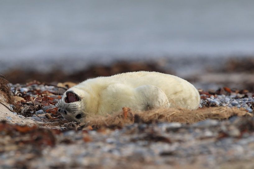Grijze Zeehond Brul Helgoland Eiland Duitsland van Frank Fichtmüller