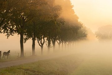 Mistige bomen langs de weg van KB Design & Photography (Karen Brouwer)